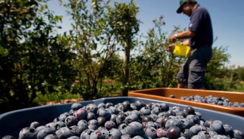 Buscan aumentar la exportación de arándanos y cerezas a Medio Oriente