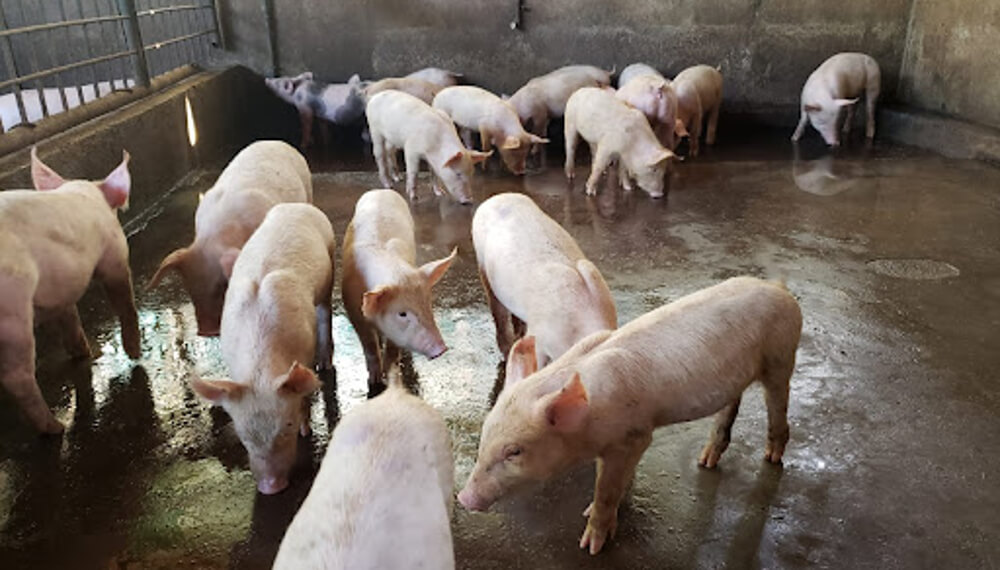 Advierten por un brote de triquinosis en Córdoba