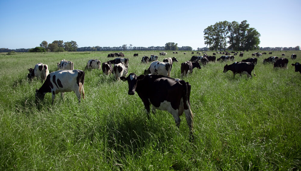 CRA: “El campo es parte de la solución al cambio climático”