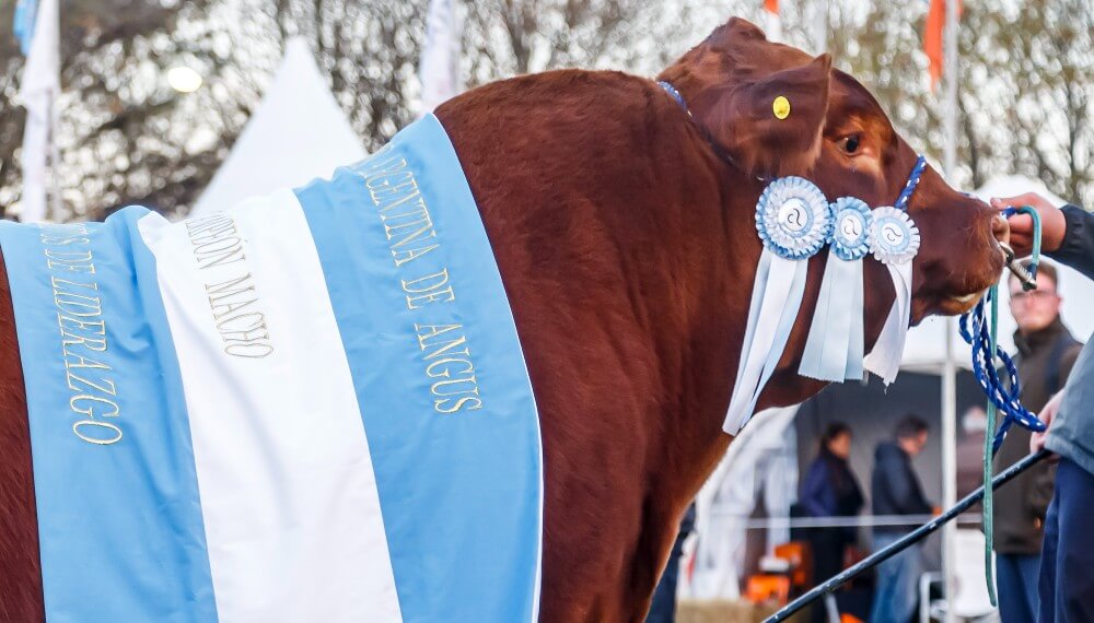 Sin expo de Palermo, eligieron a un referente en Tandil: el “Gran Campeón de la Primavera” Angus