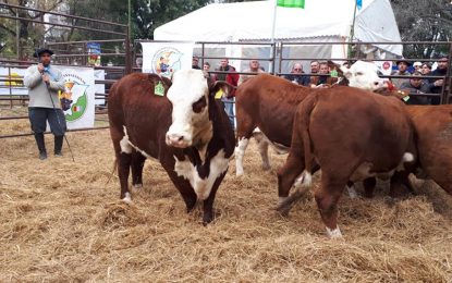 Misiones: remataron 300 cabezas de ganado