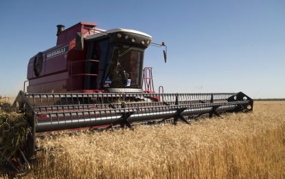 Trigo, en zona núcleo: los primeros lotes superan las expectativas de rinde