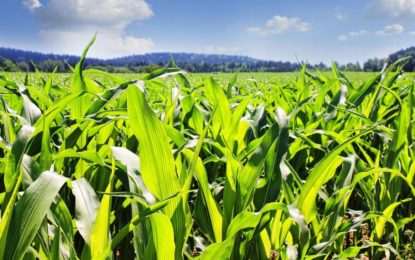 Zinc: clave para mejorar la eficiencia del nitrógeno