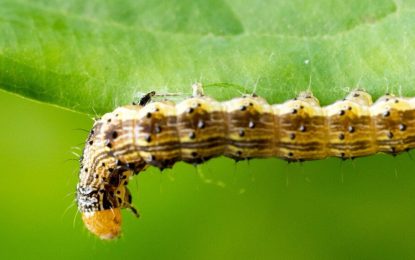 De forma presencial, se realizará un clásico encuentro del manejo sanitario
