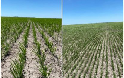 Ya se sembró el 95% del arroz entrerriano de esta campaña