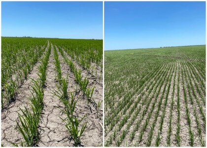 Ya se sembró el 95% del arroz entrerriano de esta campaña