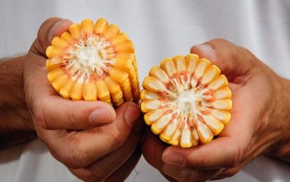 China está revisando su regulación para los cultivos transgénicos