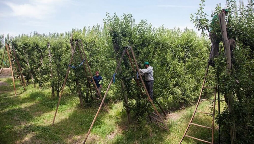 Aumenta la asistencia a trabajadores temporarios del agro