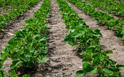 Se produjo el pico poblacional de oruga bolillera y militar temprana: a monitorear