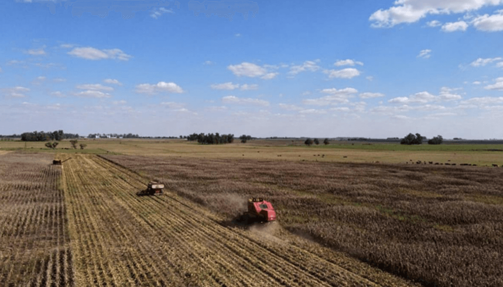 Cae el margen bruto del productor agrícola