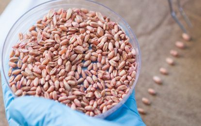 Rizobacter crece en Brasil con la aprobación de un nuevo biofungicida