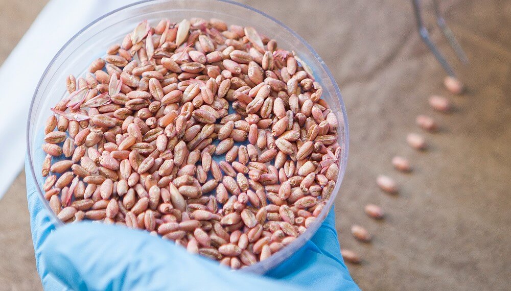 Rizobacter crece en Brasil con la aprobación de un nuevo biofungicida