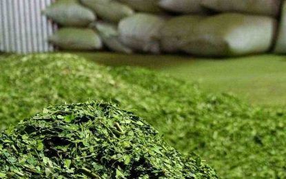 Se publicaron los nuevos precios de hoja verde y yerba canchada