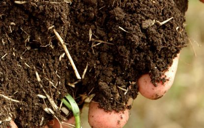 Alerta potasio: advierten de deficiencia en Entre Ríos, Santa Fe y Buenos Aires