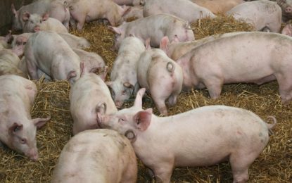 El stock porcino alemán cae a niveles de 1996