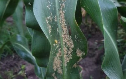 Los productores coincidieron en señalar al enemigo letal del sorgo