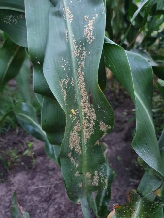Los productores coincidieron en señalar al enemigo letal del sorgo