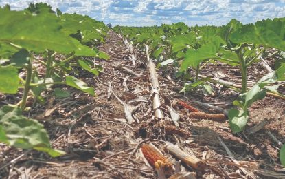 Se termina el 2021 con escasas lluvias, pero renovadas expectativas sobre el clima