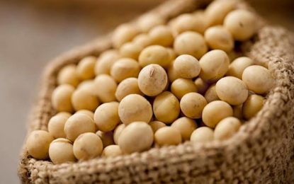 Soja: se necesita 1690 kilos por hectárea para cubrir costos