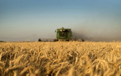 “Supercampaña”: la Bolsa rosarina estima 22 millones de toneladas de trigo