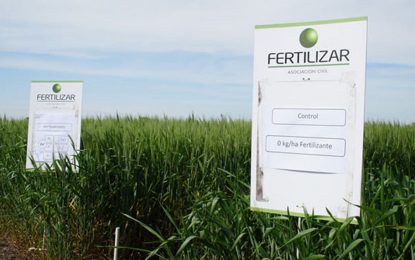 Con fertilización de alto rendimiento lograron 30% más de rindes