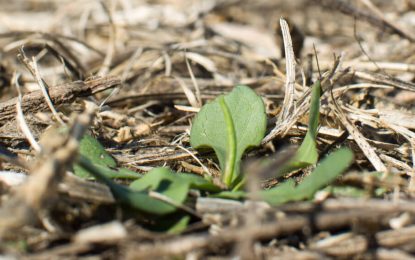 Grave avanzada territorial de la problemática de la malezas duras