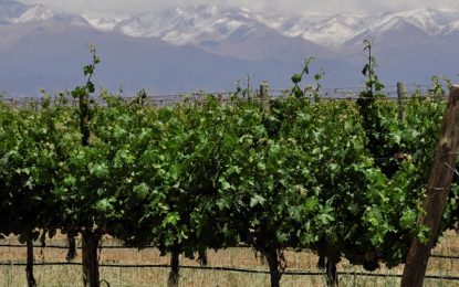 En plena floración de la vid, en Mendoza activaron el sistema de mitigación de granizo