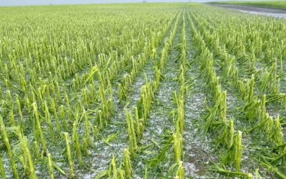 Graves daños por el fuerte temporal que afectó a la zona núcleo