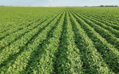 Córdoba: avanza a buen ritmo la siembra estival