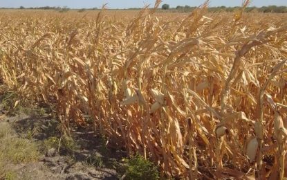Sequía: siguen las lluvias, pero todavía no alcanzan para revertir la escasez