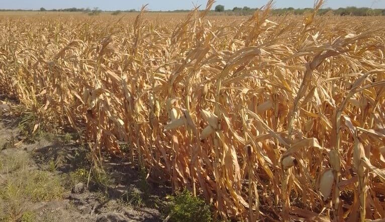 Sequía: siguen las lluvias, pero todavía no alcanzan para revertir la escasez