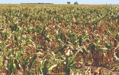 Sin pronóstico de lluvias cercano, peligra la recta final de siembra de soja, maíz y sorgo