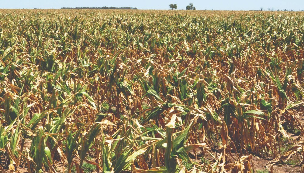 Sin pronóstico de lluvias cercano, peligra la recta final de siembra de soja, maíz y sorgo