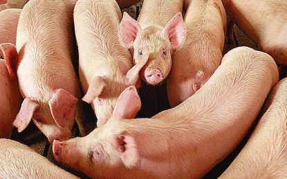 Avance científico: nacieron los primeros lechones por transferencia embrioria en el país