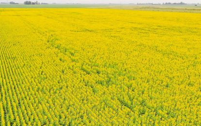 El girasol captó mejores lluvias, enfrenta la seca y se reafirma en el oeste
