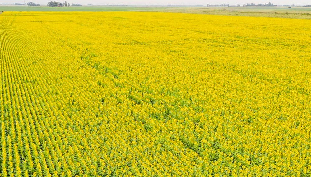 El girasol captó mejores lluvias, enfrenta la seca y se reafirma en el oeste
