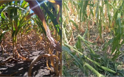 Sin excepción, el maíz de primera atraviesa su peor momento en la zona núcleo