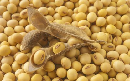 La soja vuelve a la carga en Chicago tras el informe del USDA