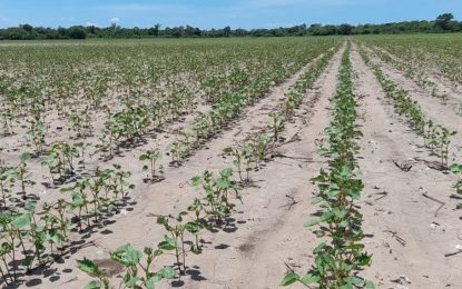 Finalizó la siembra nacional de soja, que sigue perdiendo toneladas