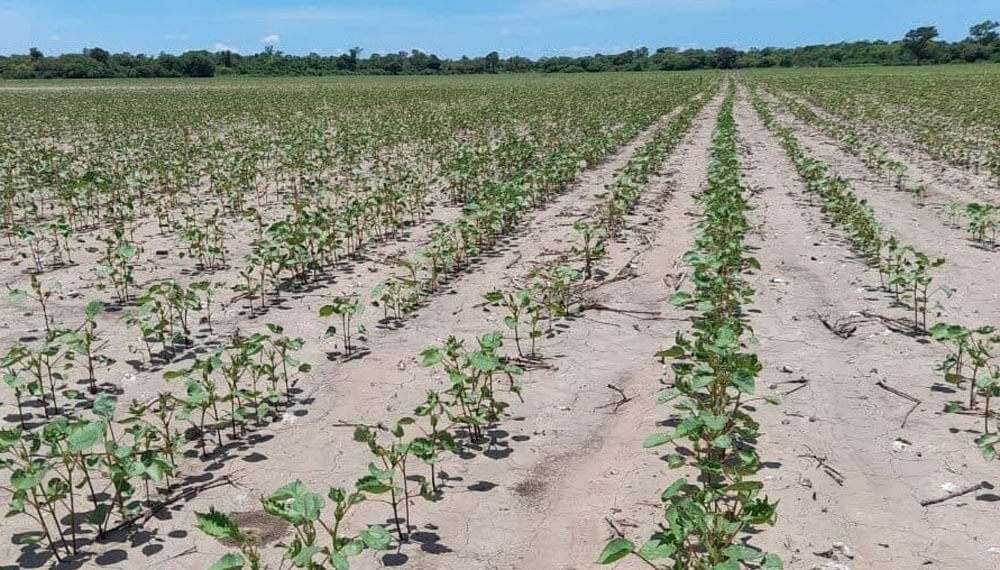 Finalizó la siembra nacional de soja, que sigue perdiendo toneladas