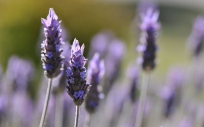 En las sierras de Calamuchita, la lavanda recibió un “turista” indeseado: un virus de la alfalfa