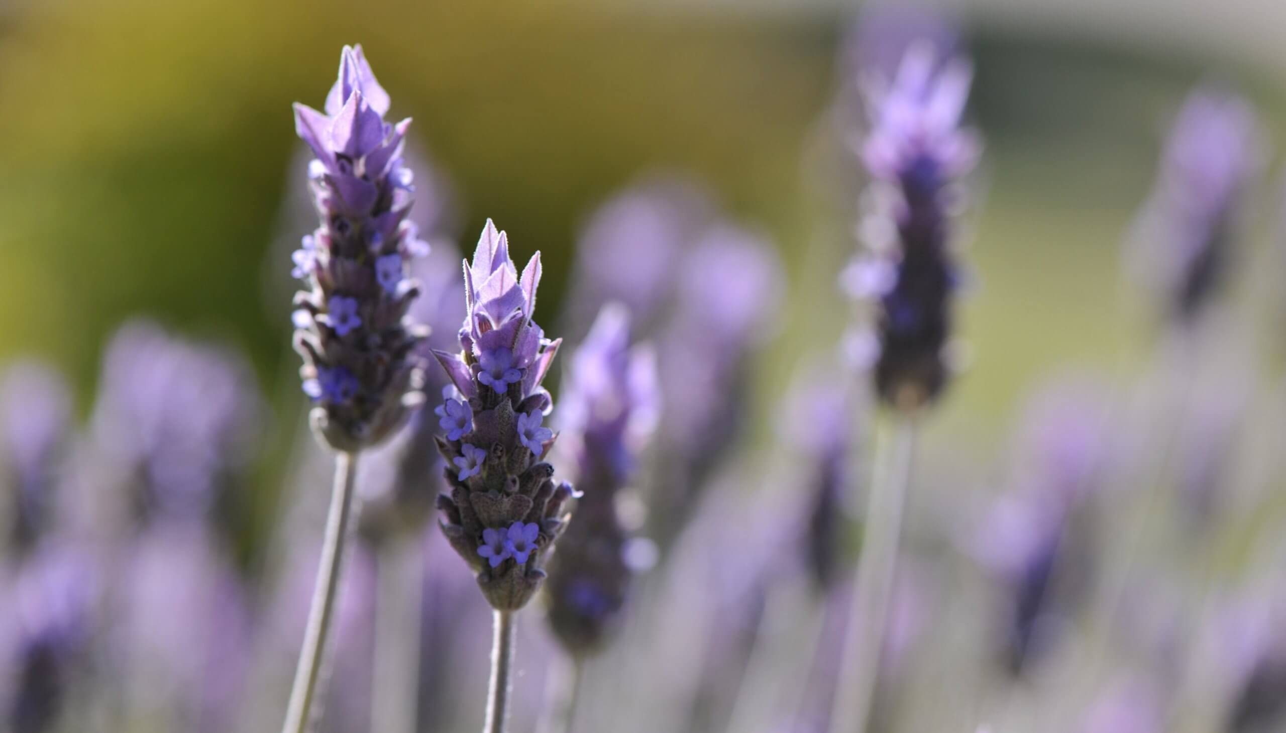 En las sierras de Calamuchita, la lavanda recibió un “turista” indeseado: un virus de la alfalfa