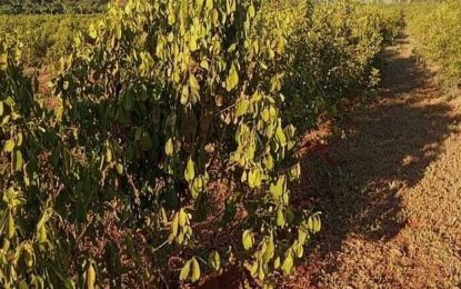 “No nos abandonen”, el desesperado pedido de un yerbatero correntino