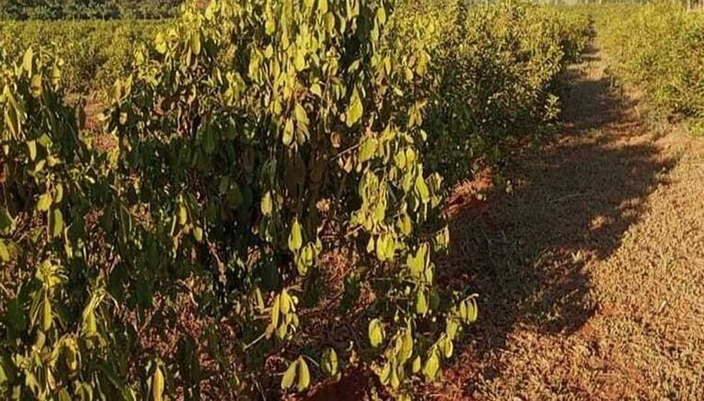 “No nos abandonen”, el desesperado pedido de un yerbatero correntino