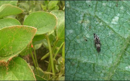 Qué dolor de cabeza las plagas que trajo la sequía