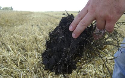 Nutrición vegetal: ¿cómo eficientizar el análisis del lote para una mejor recomendación?