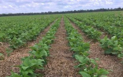 Fortalecido desde la siembra: la clave del éxito del poroto