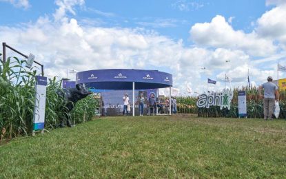 El sorgo tiene una nueva herramienta para enfrentar la amenaza del pulgón amarillo