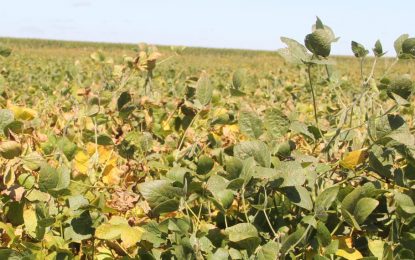 Preocupación sanitaria ante la detección de mosca del tallo en soja