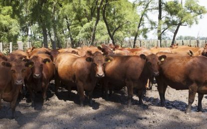 Buenos Aires: detectan un foco de garrapata de animales llegado de Corrientes
